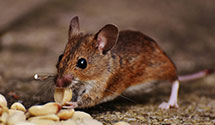 24 Hour & Emergency Exterminators in Walled Lake, MI